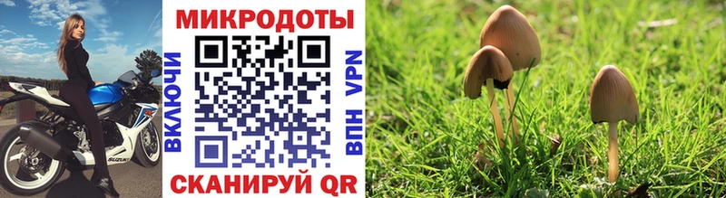 Галлюциногенные грибы Psilocybine cubensis Чехов